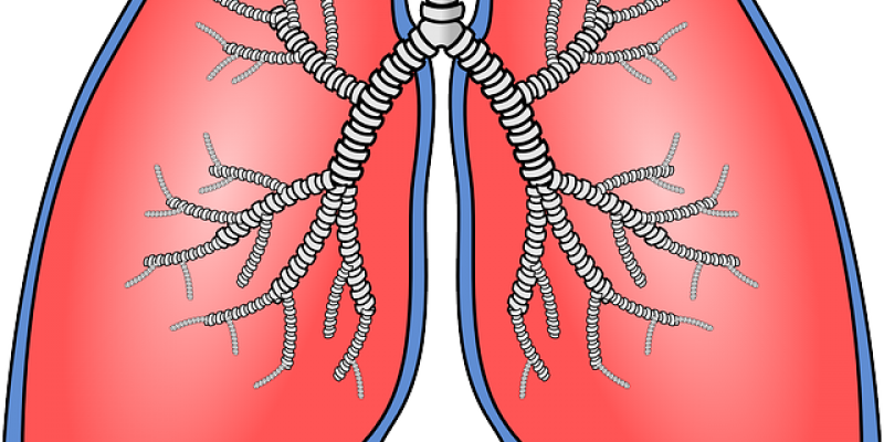 lungs-154282_640